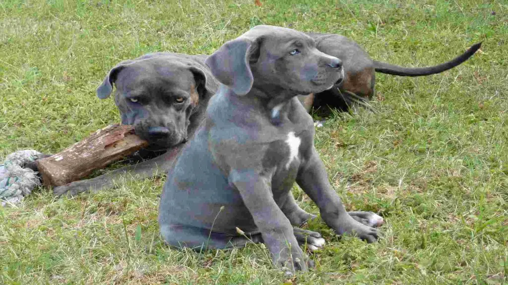 What fruits can cane corso eat