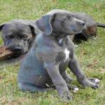 What fruits can cane corso eat