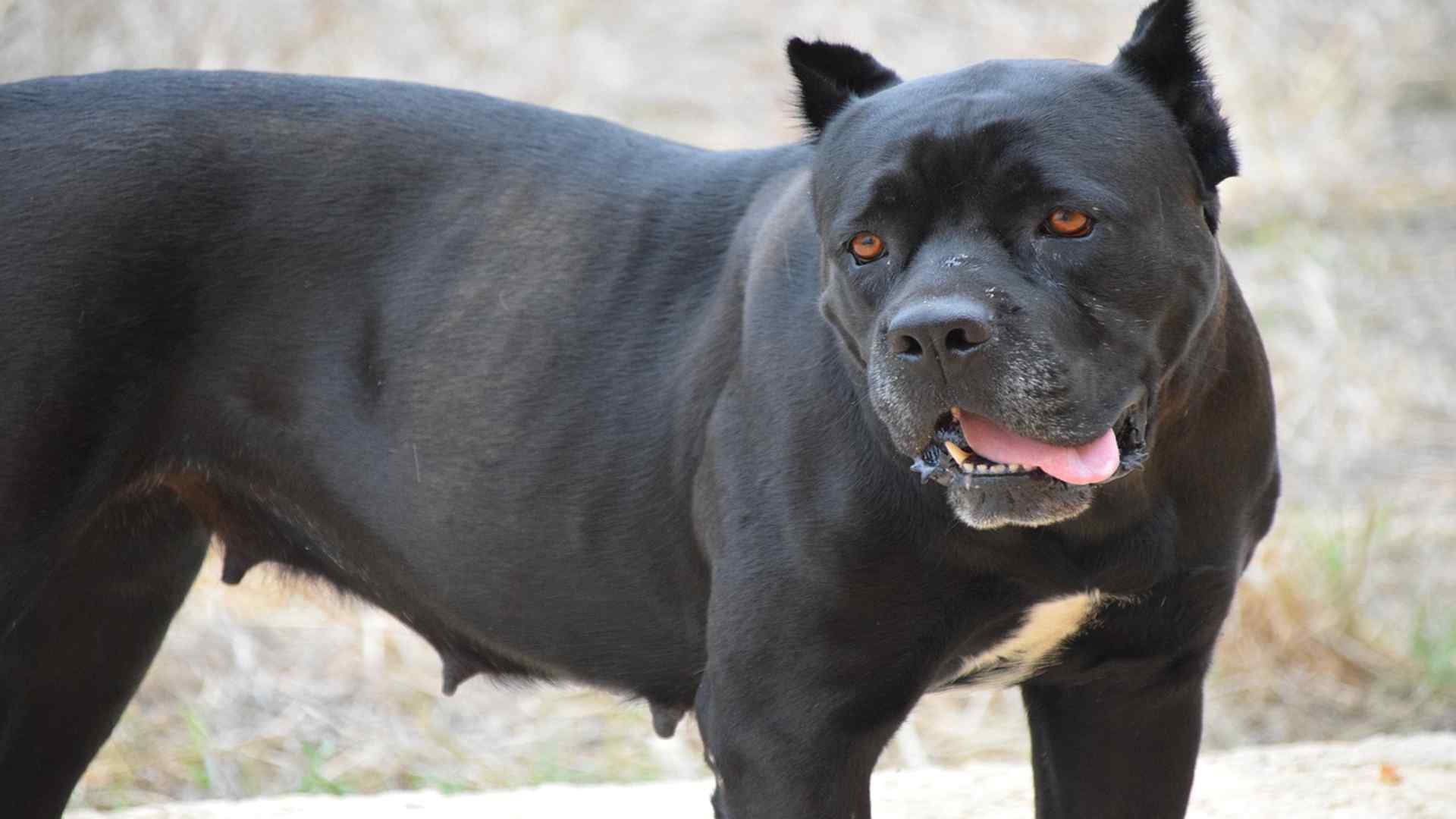 Why Are Some Cane Corsos Smaller Than Others? (Quick Facts)