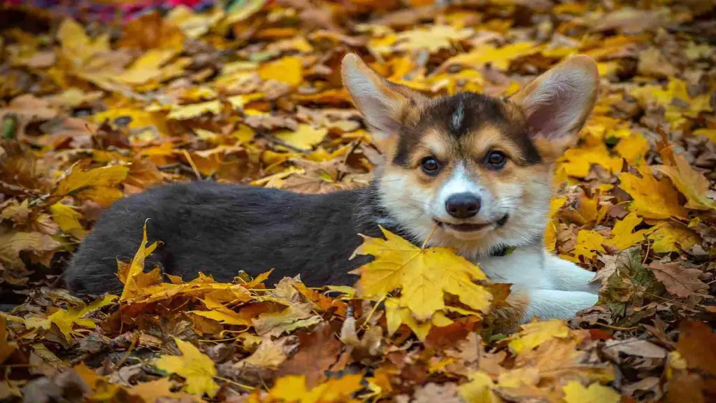 How to potty train a corgi