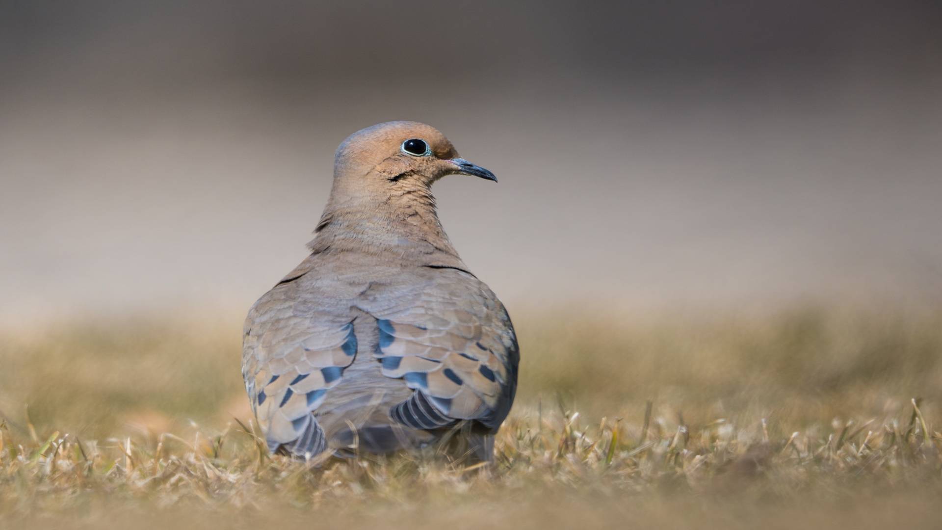 What birds are dove afraid of