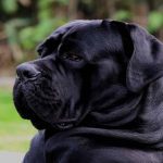 How often should you wash cane corso