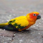 How to stop conure fighting