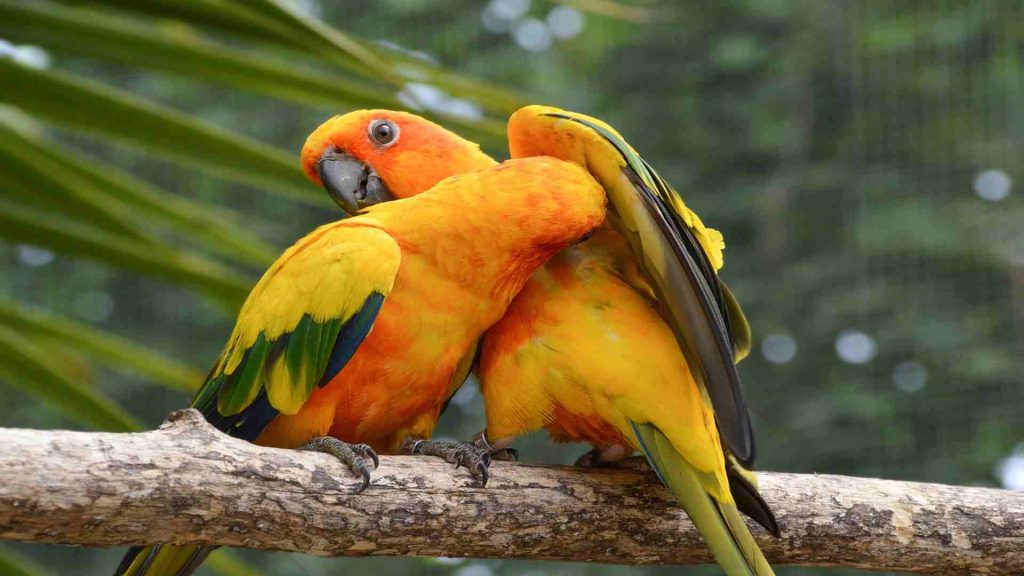 How to stop conures from breeding