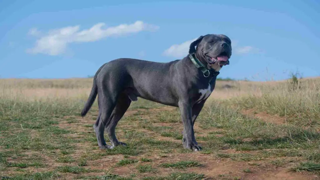 Best cane corso name examples
