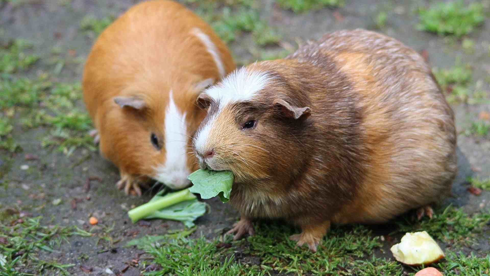 Can guinea pigs eat arugula