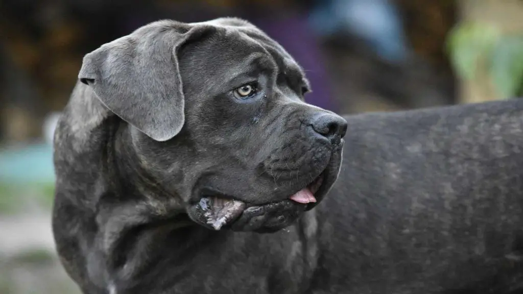 Cane Corso banned breed location by country and state