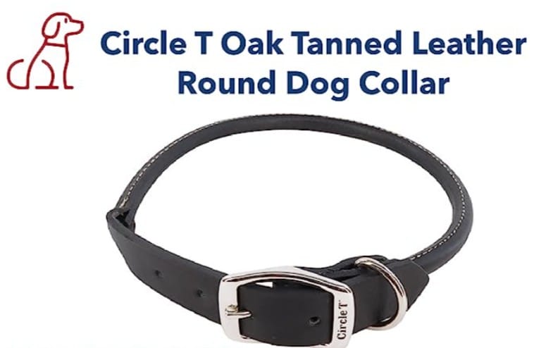 Coastal circle t latigo leather round dog collar
