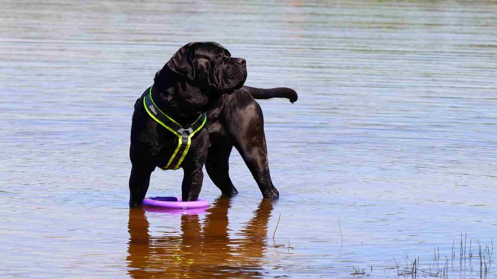 Do cane corso enjoy swimming