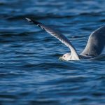 How long can seagulls stay under water