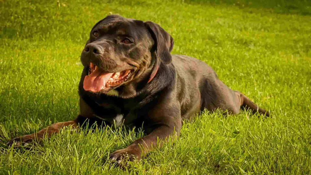 How much do cane corso shed
