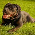 How much do cane corso shed