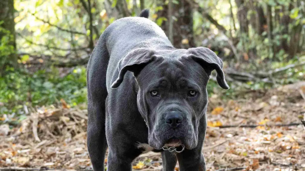 How to stop a cane corso from barking