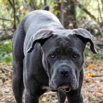 How to stop a cane corso from barking