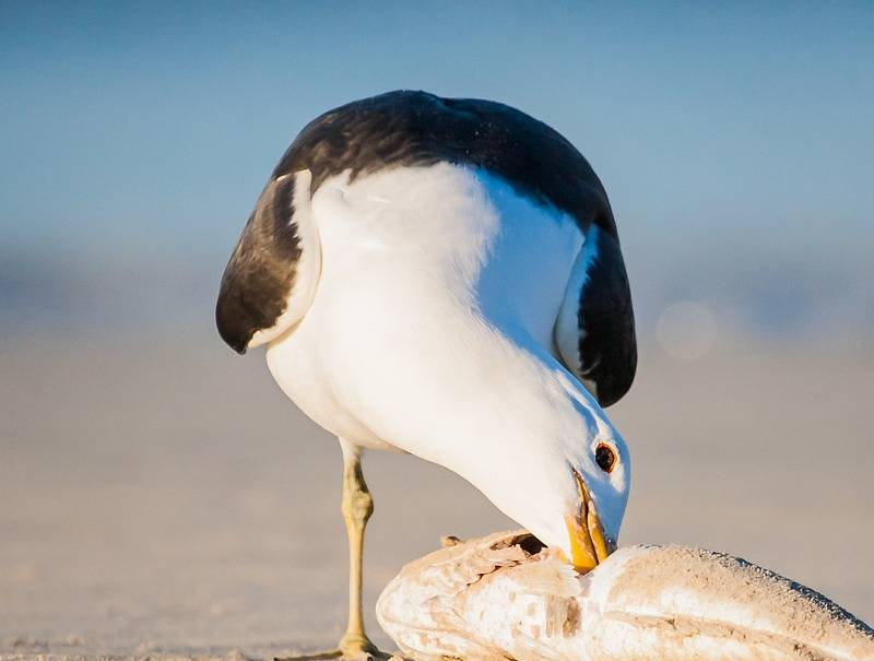 Seagull feeding