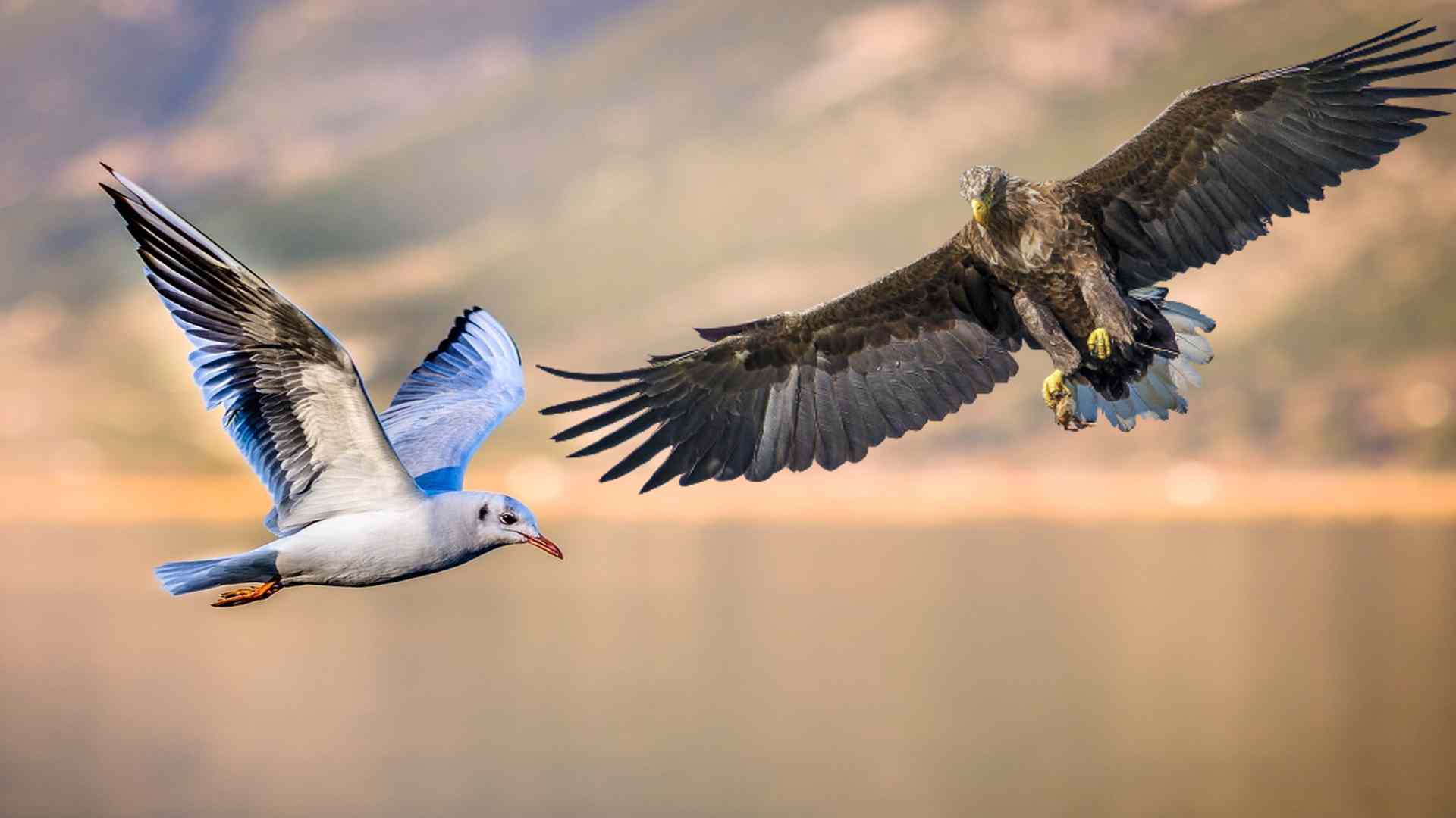 Are seagulls related to eagles