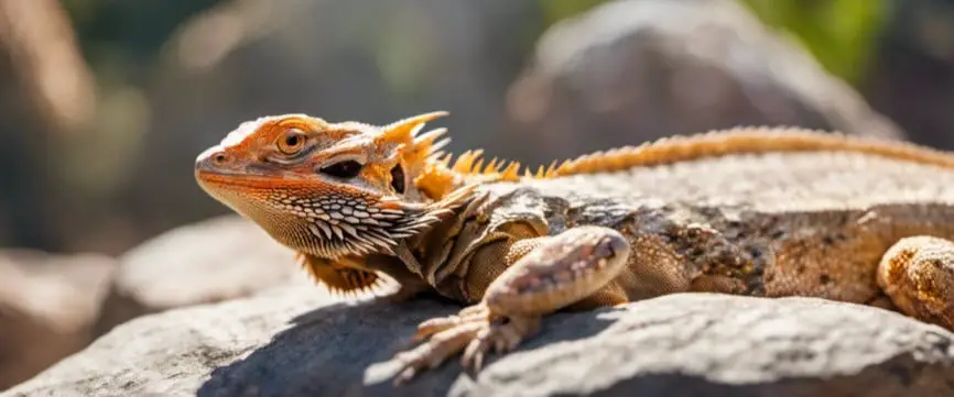 Bearded dragon taking sun bath