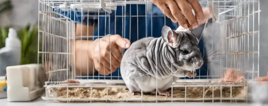 Chinchilla cage cleaning