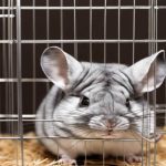 Critter Nation Chinchilla Cage Review