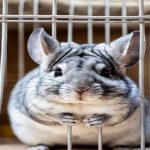 How big of a cage does a chinchilla need