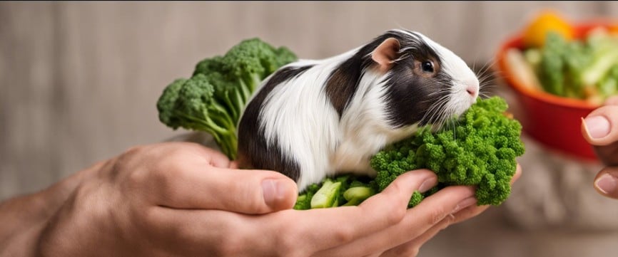 How do I feed my guinea pig vegetables