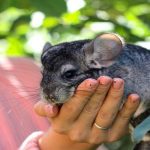 How much does a chinchilla cage cost