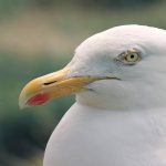 Seagulls female vs male comparison