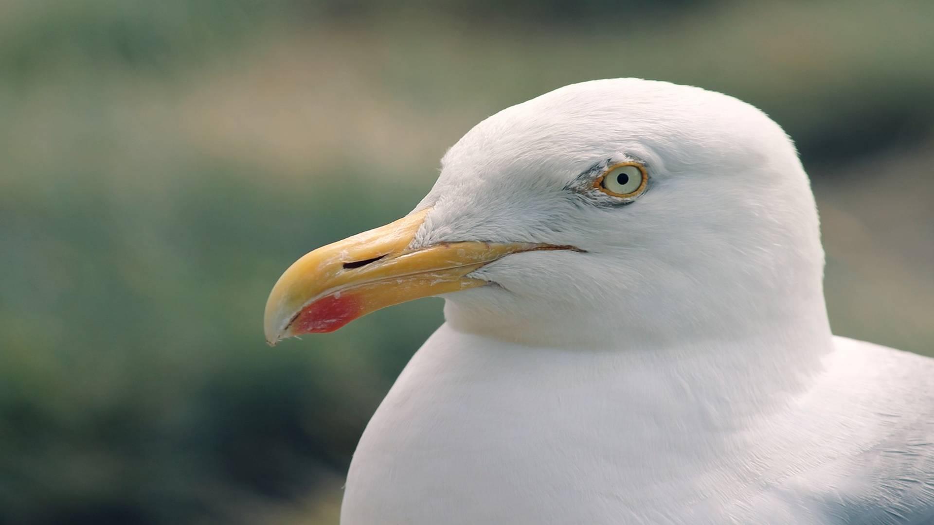 Seagulls female vs male comparison