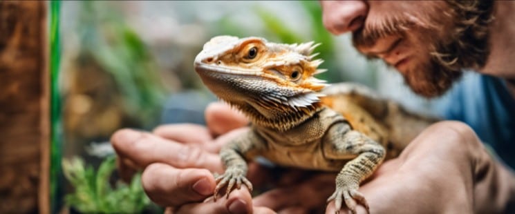 Bearded dragons care and husbandry
