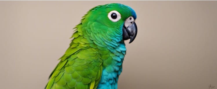 Cheek Turquoise Conure plumage is highly pigmented green with a blue shade