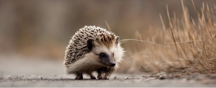 hedgehog spikes hurt dogs