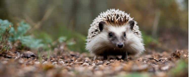 Hedgehogs live underground