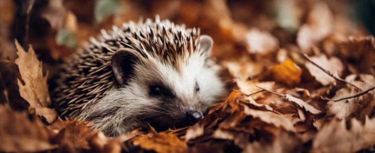 How long do hedgehogs hibernate