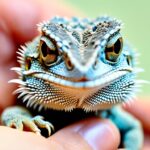 newborn bearded dragon