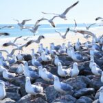 types of seagulls