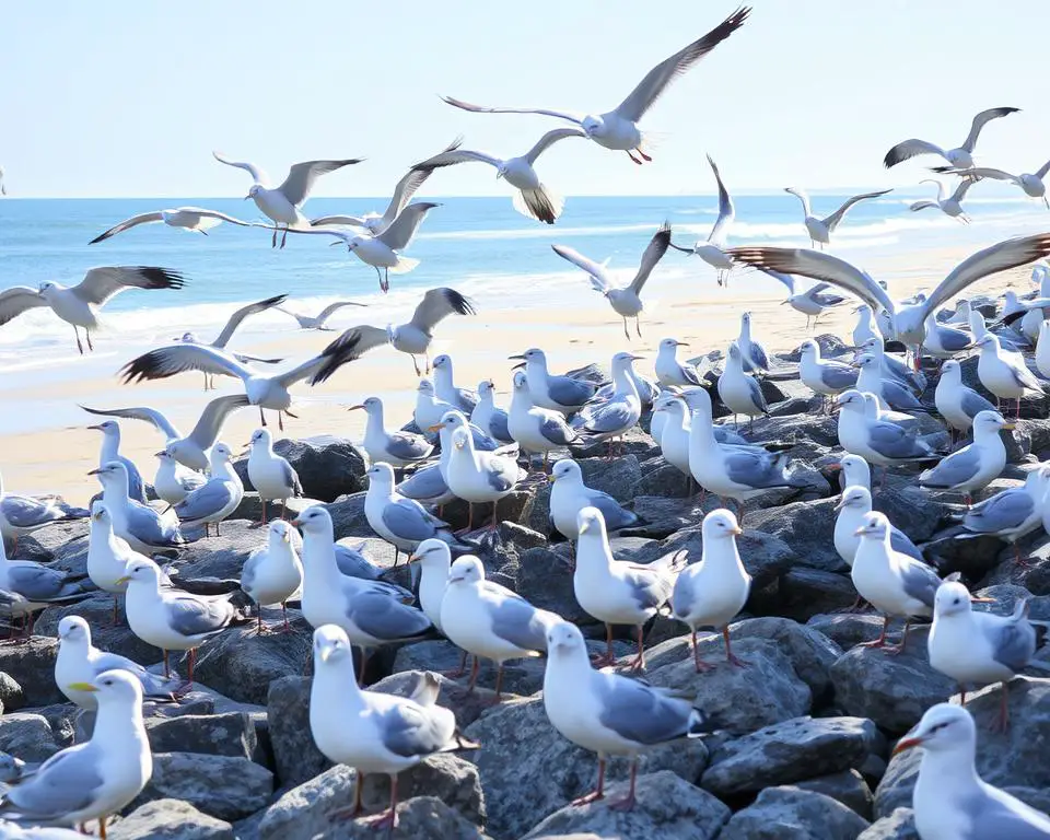 types of seagulls