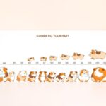 guinea pig size chart